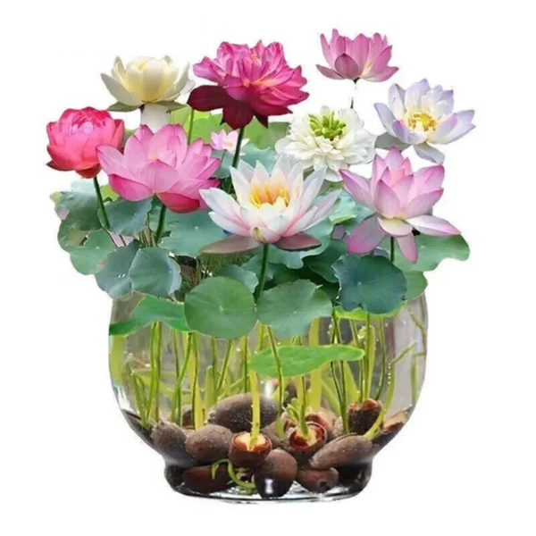 Lotus Mix Seeds Water Nelumbo Lily